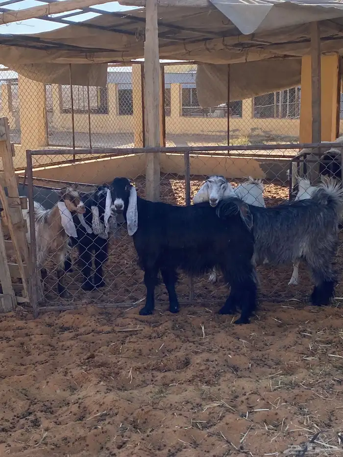 جفرتين جذعات 2