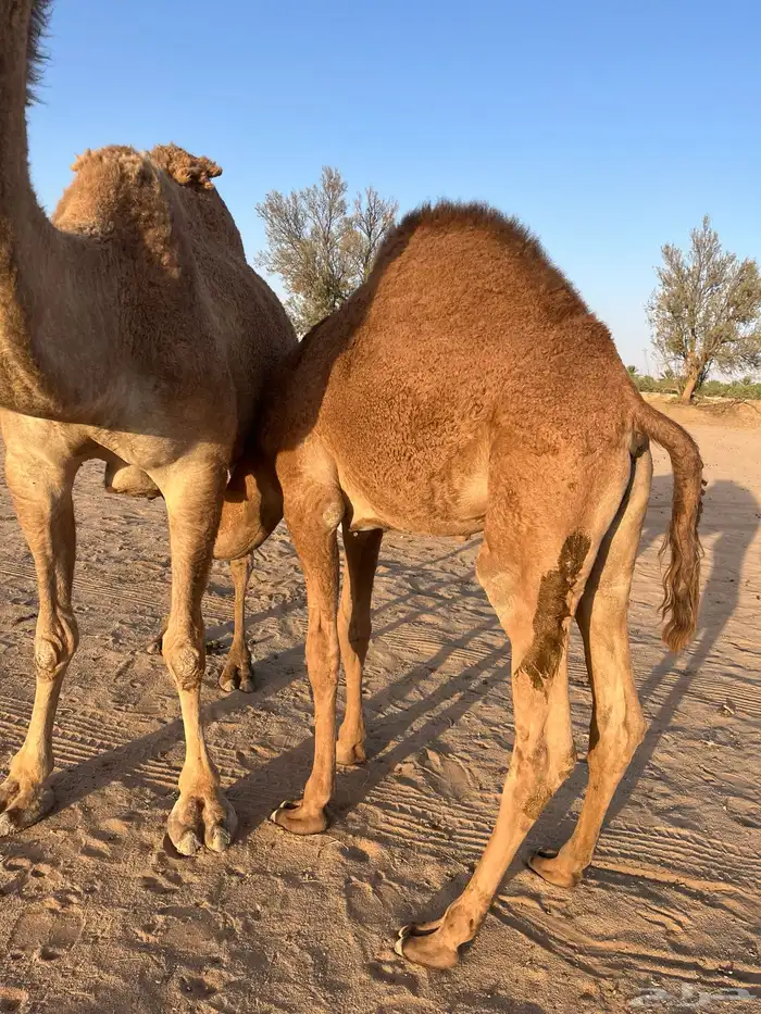 قعود طايش شحم علي الحليب عمره 9 شهور 0