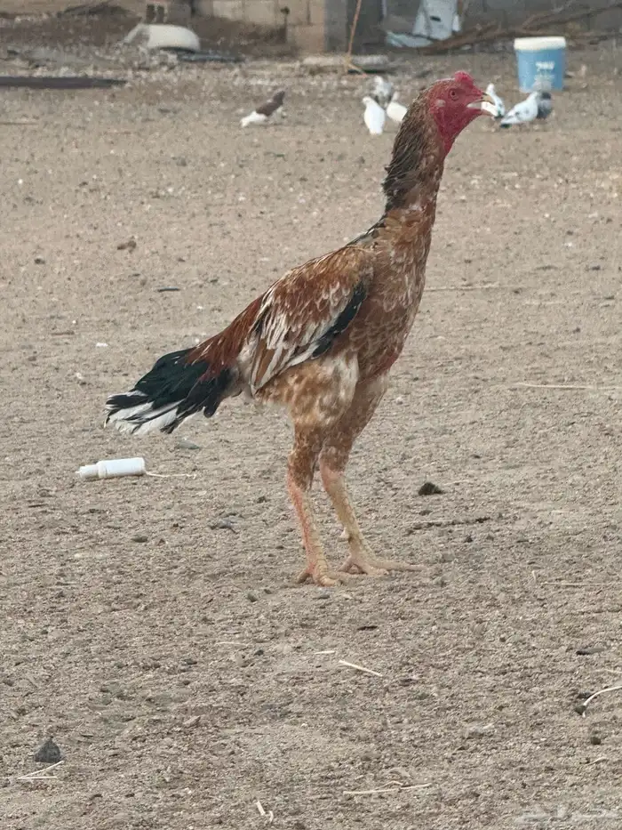 ديك سندي (تم البيع) 1