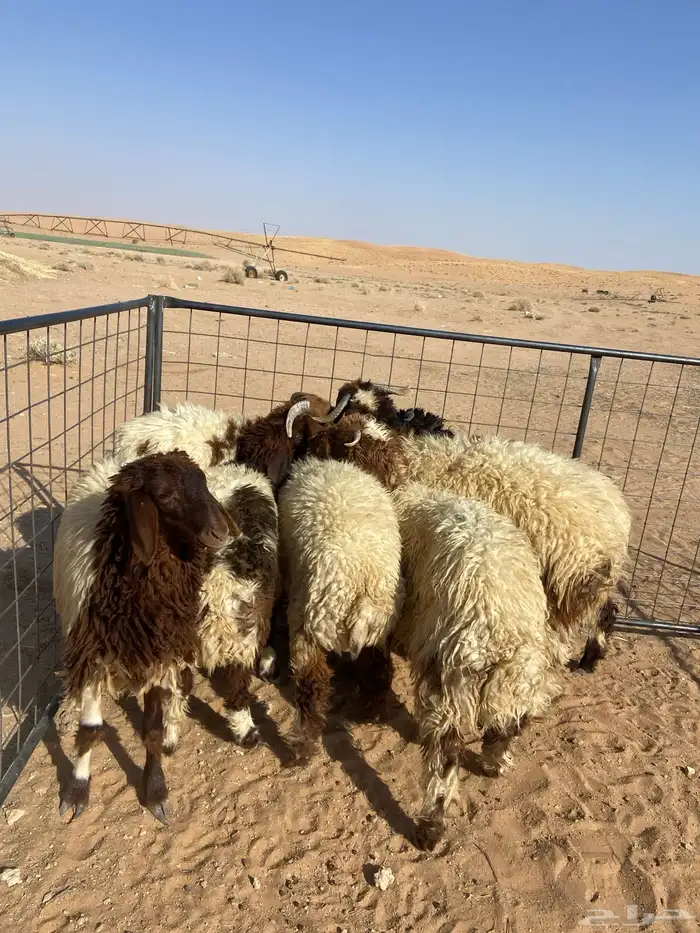 تم البيع 2