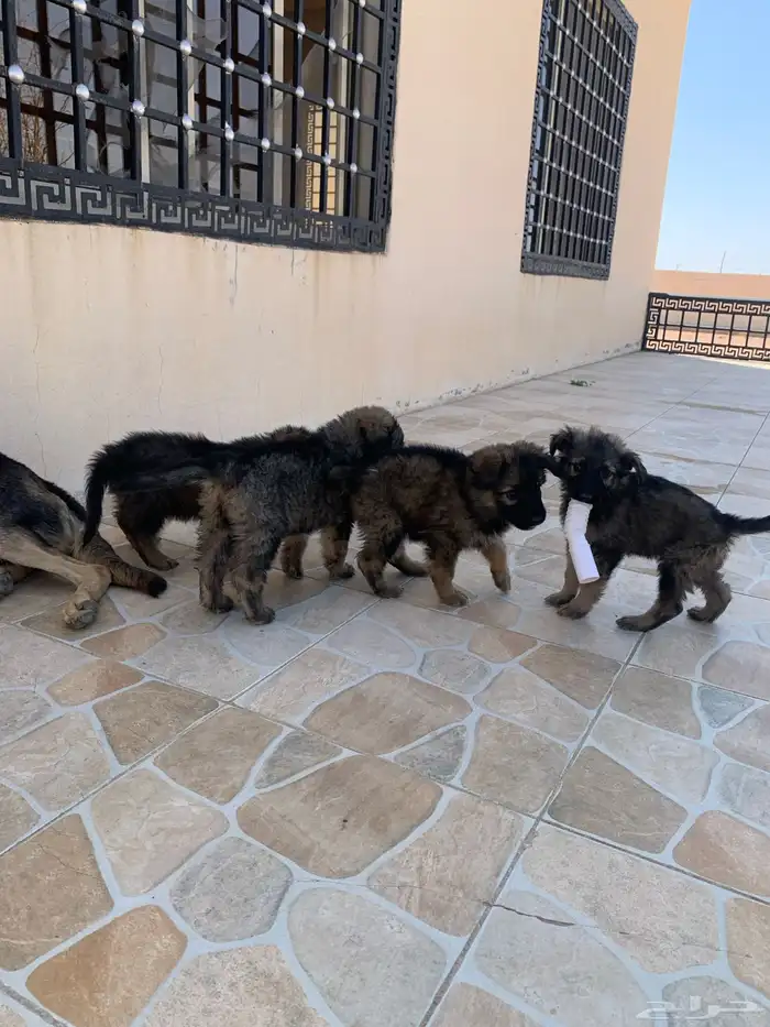 جراء جيرمن شيبرد سيبل بيور 1