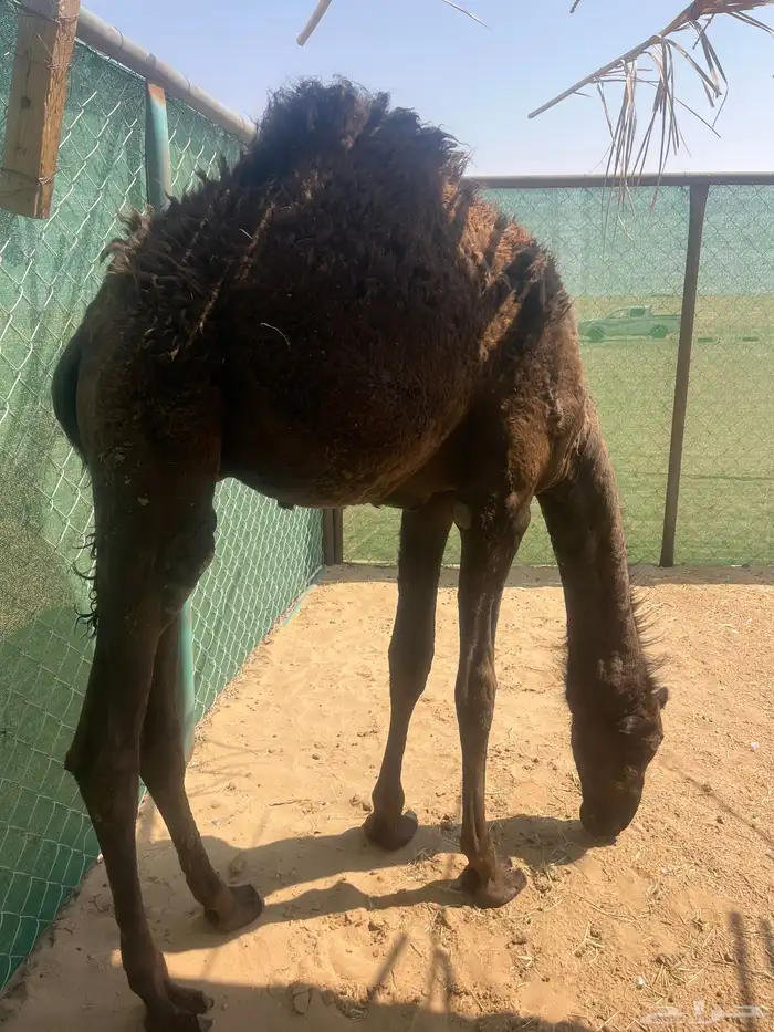 قعود 1