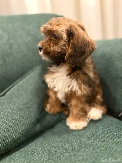 shih poo dogs for sale كلاب شيبو للبيع index