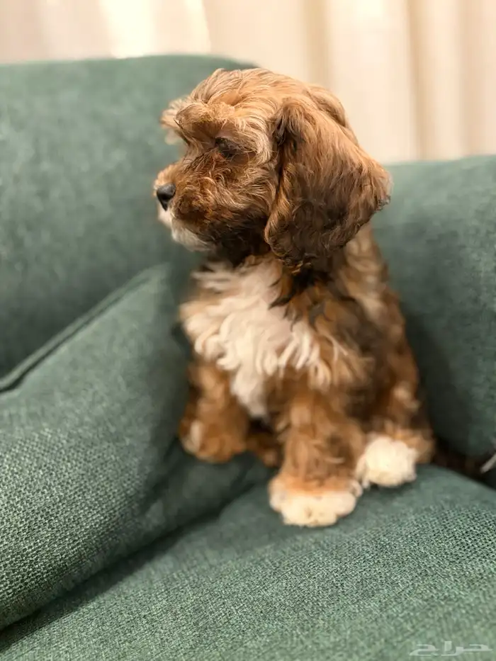 shih poo dogs for sale كلاب شيبو للبيع 8