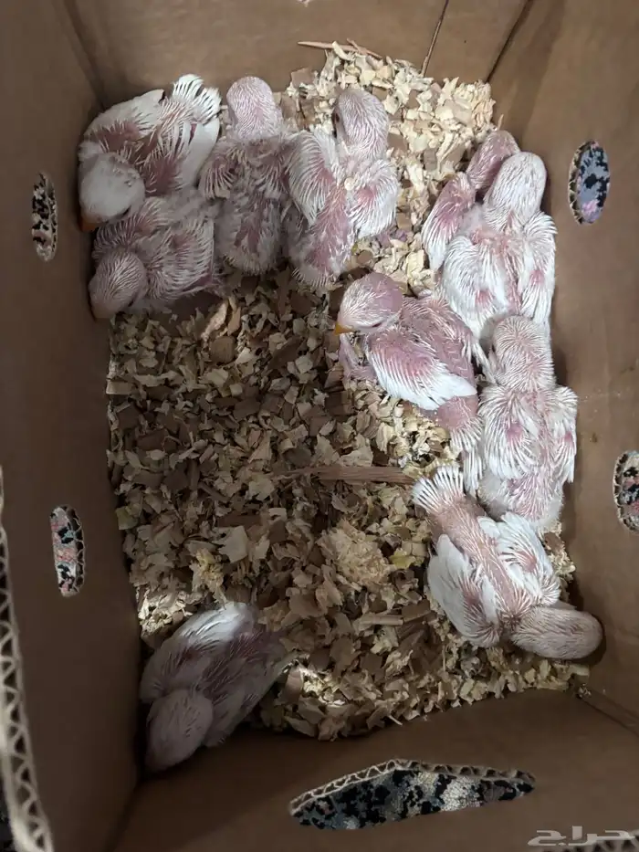 فروخ روز البينو 0