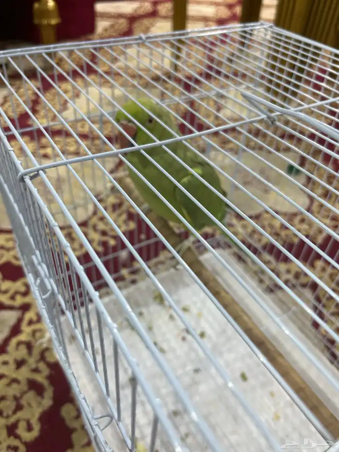 بغبغا للبيع 1