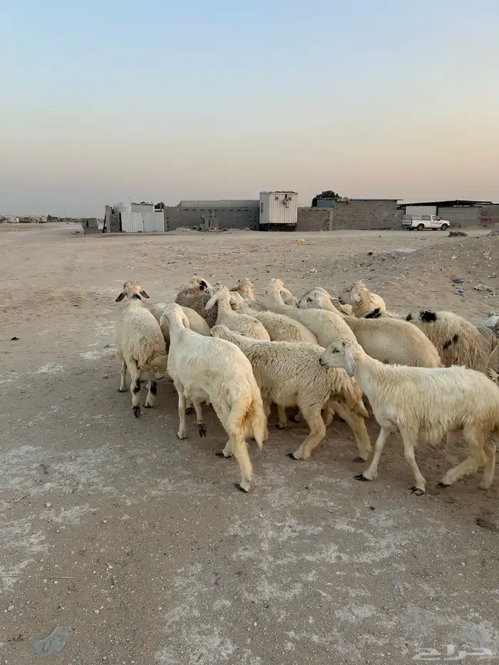 حريه ونجدي 4