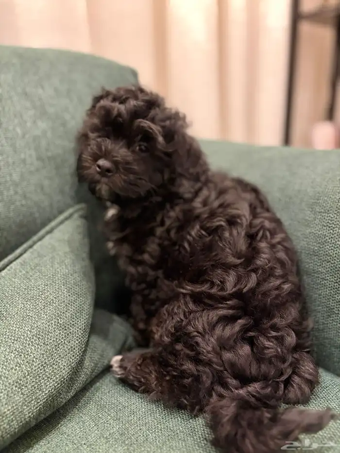 shih poo dogs for sale كلاب شيبو للبيع 17