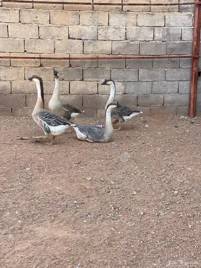 وزعراقي 0
