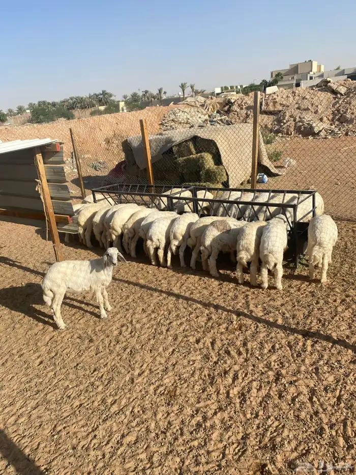 طليان 0