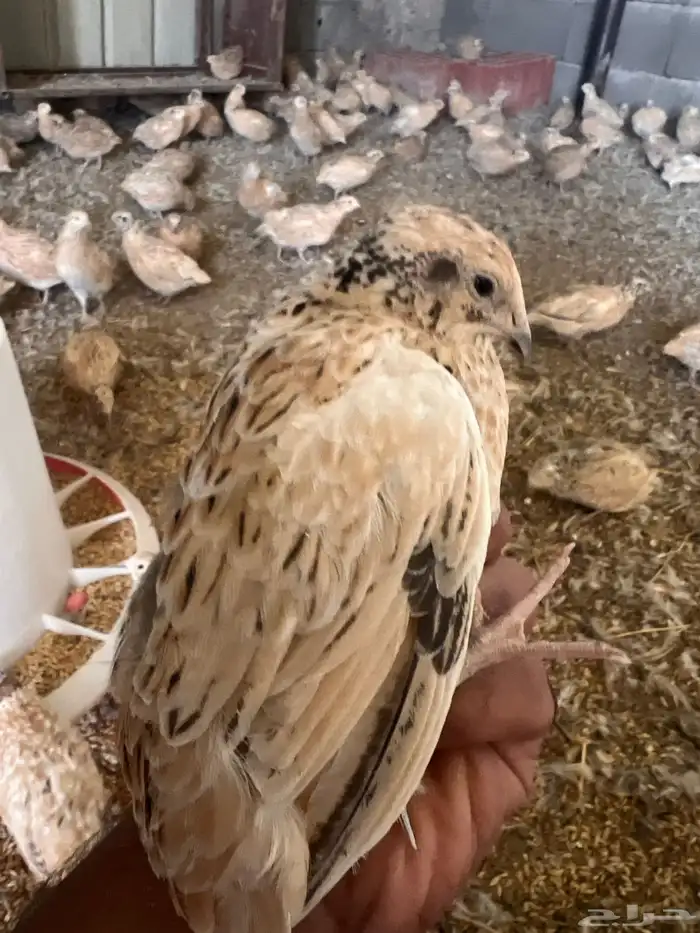 يوجد امهات سمان مشروع كامل للبيع 0