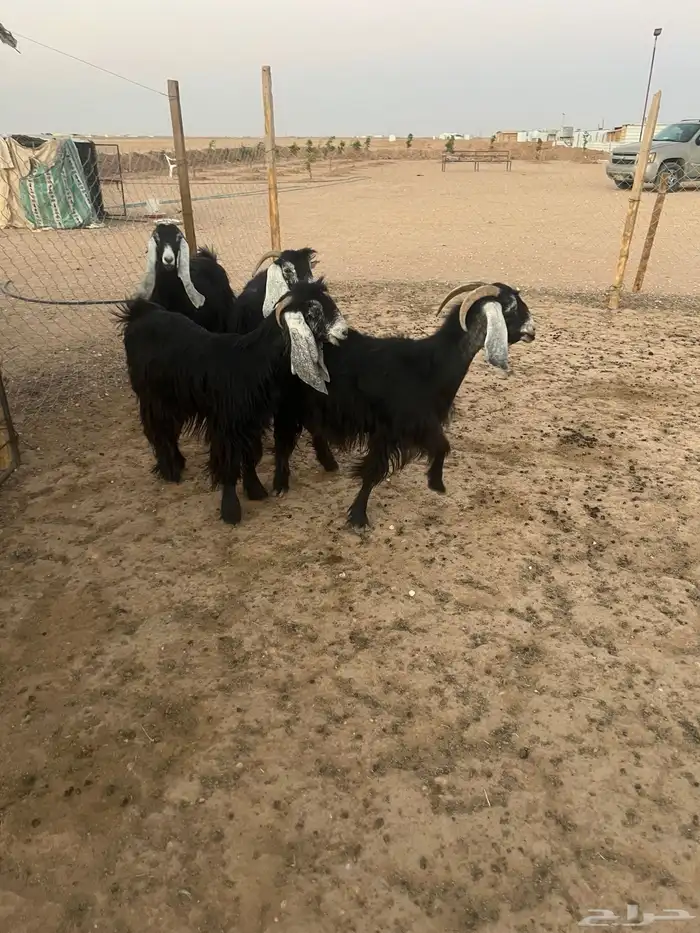 معزا للبيع 0