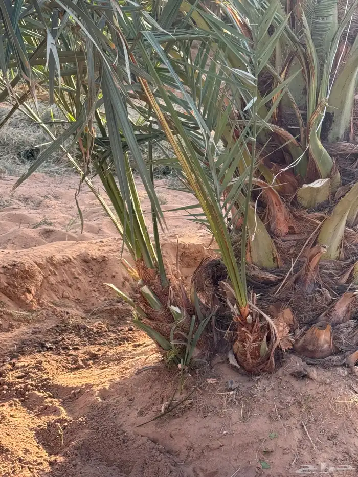فروخ نخل سكرية حمراء 1