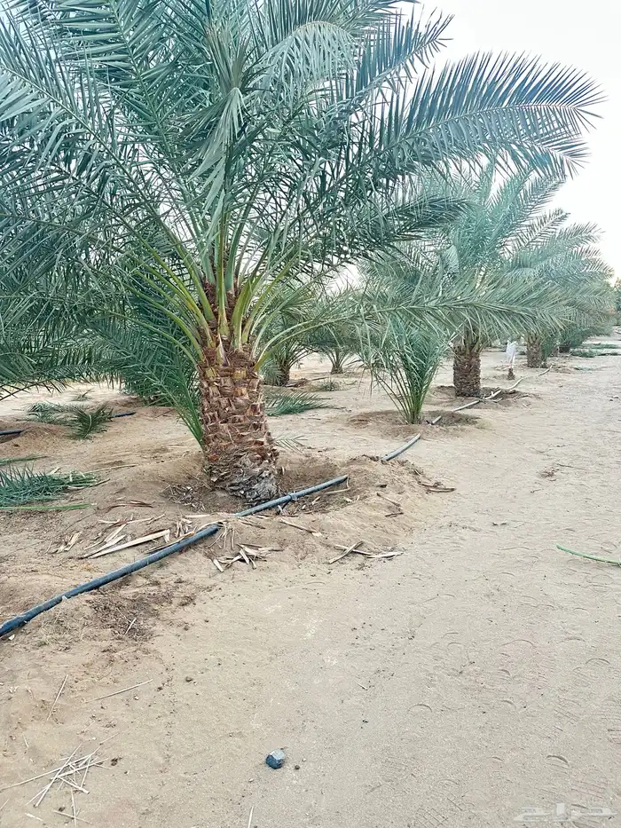 نخل للبيع 7