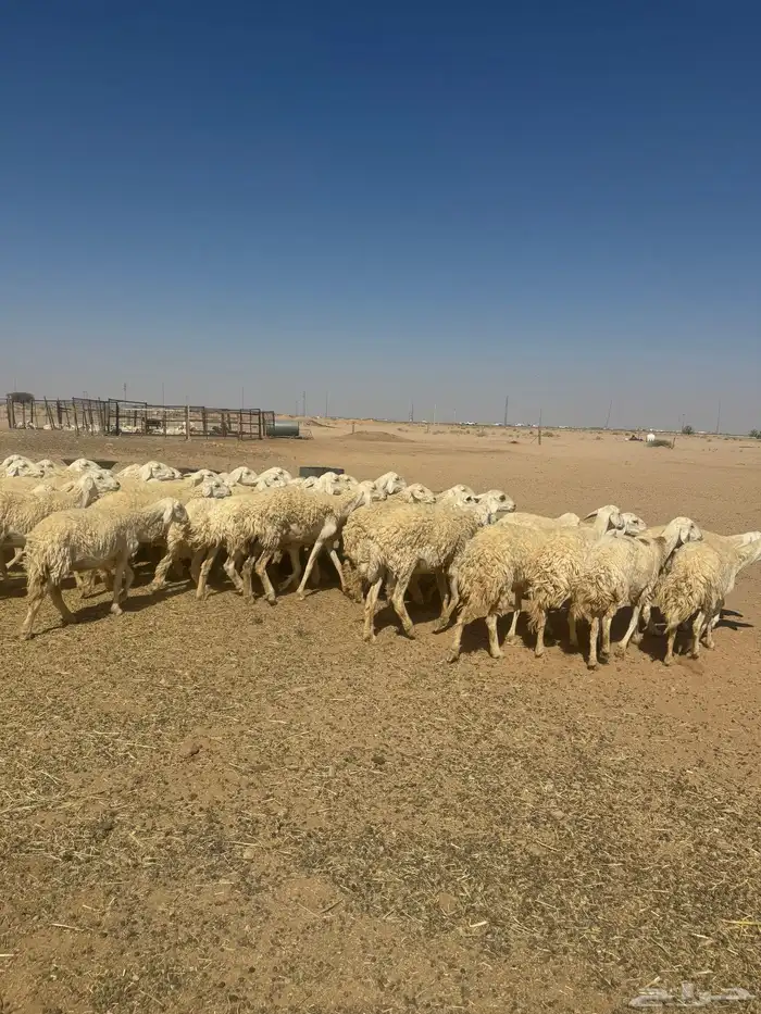 غنم صنف 9
