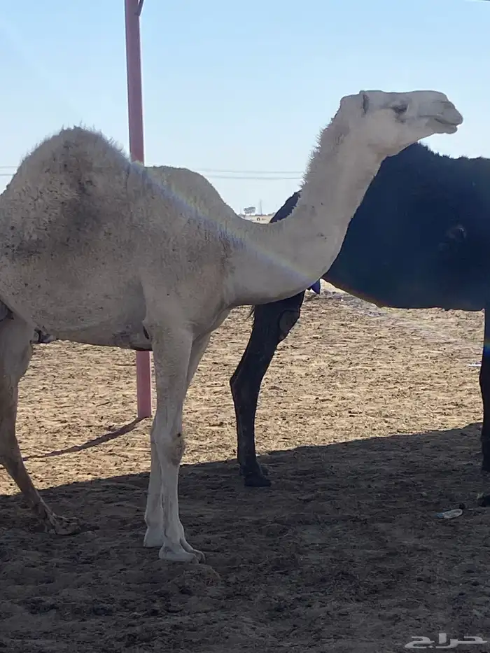 القحه وضحي 3