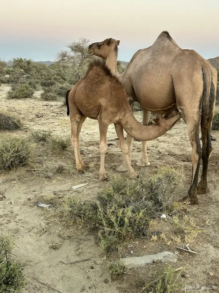 حاشي على حليب 1