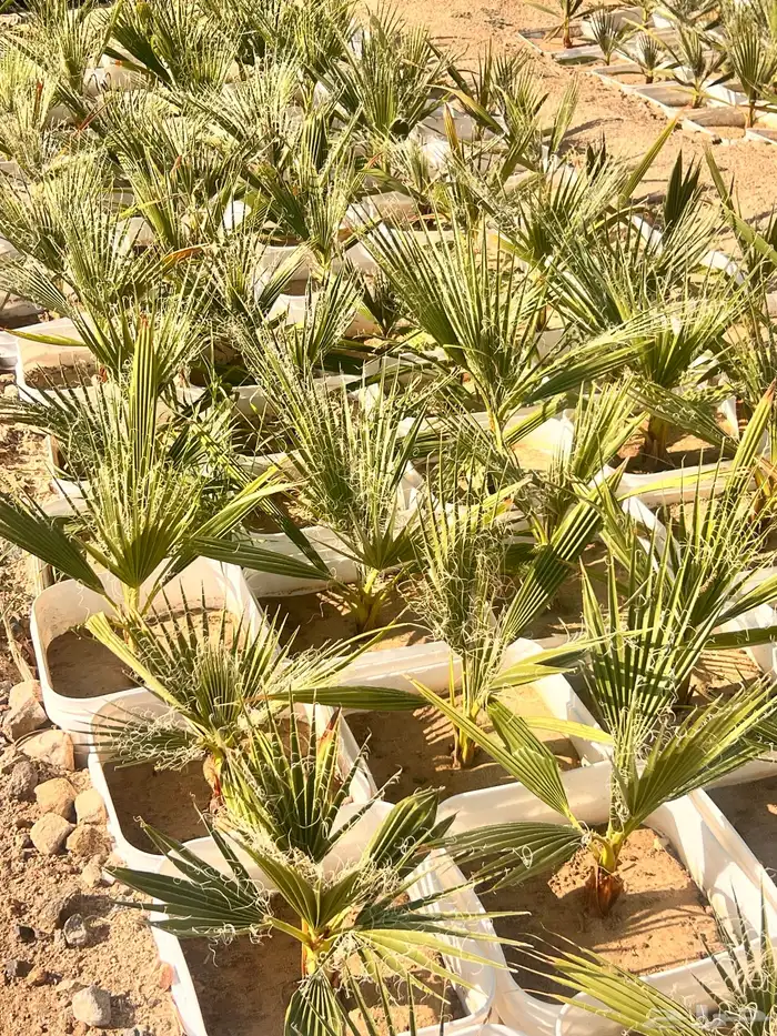 نخيل واشنطونيا ( جمله ) فرصه استثمارية 7