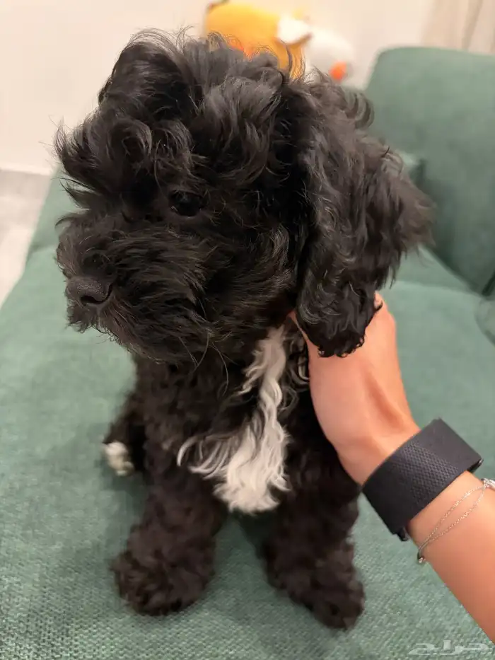 shih poo dogs for sale كلاب شيبو للبيع 29