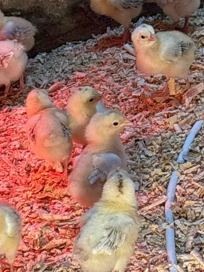 صوص دجاج بلدي 2