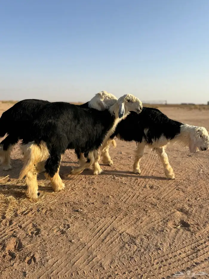 مشروع نجدي 3