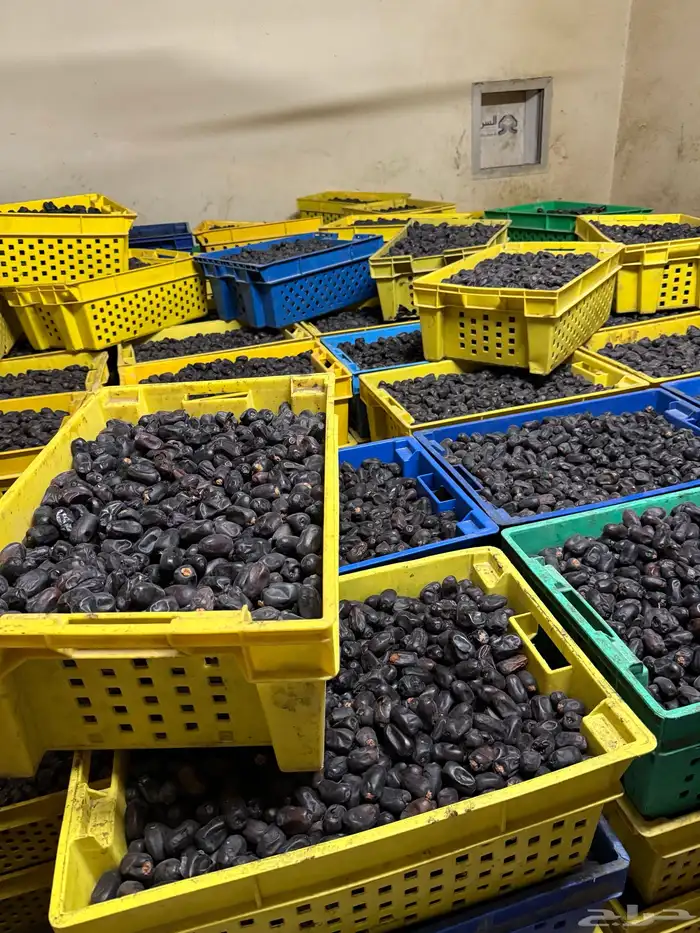 حمراء جبه   حبه كبيره ووسط 1