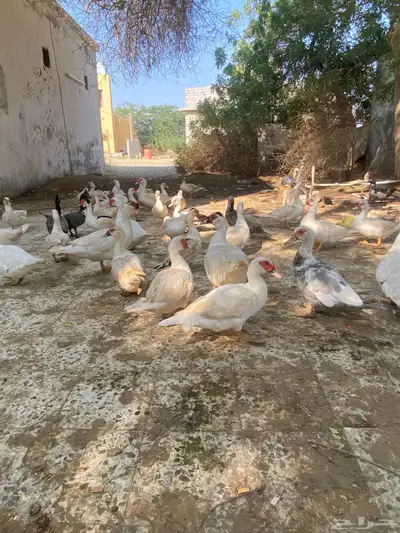 بط مصري نضيف index