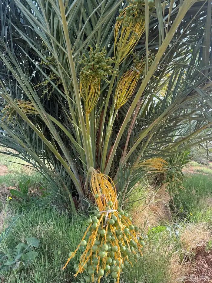 نخل مثمر للبيع 1