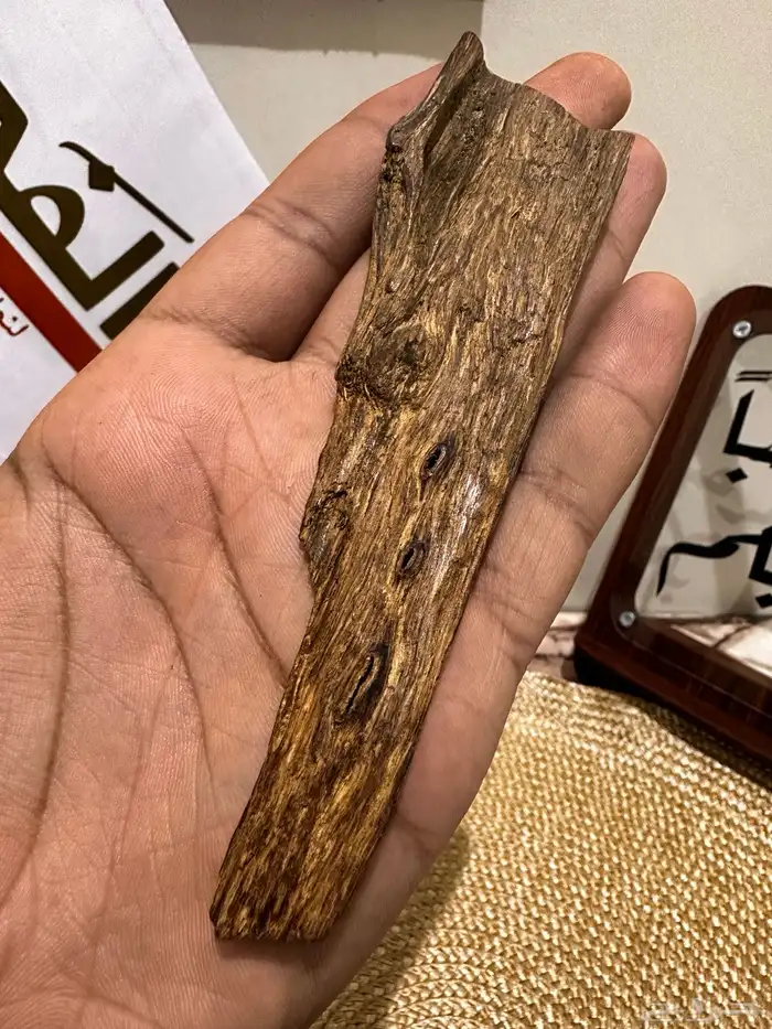 الفهد لنوادر العود الان في المنطقه الجنوبية 2