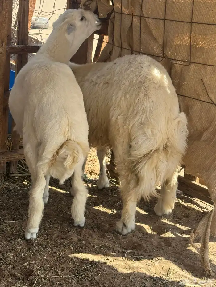 طليان سمان 2