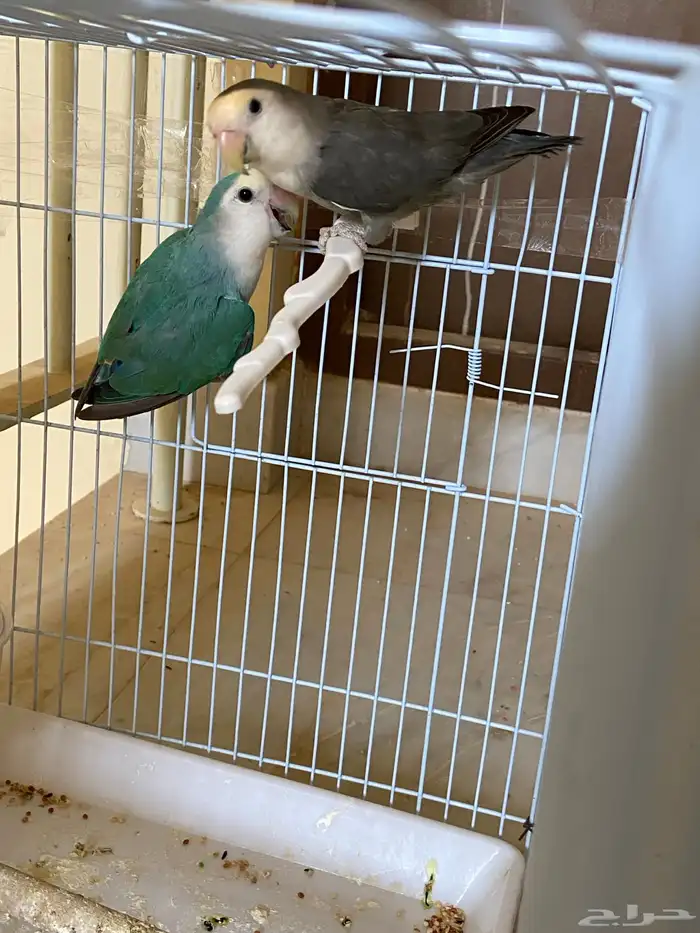 جوز روز منتج شرطط صحه شرطط 2