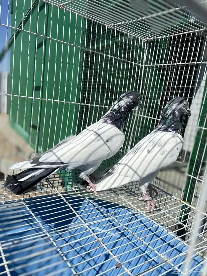 حمام للبيع على الشرط مطير في سباق ومحقق 0