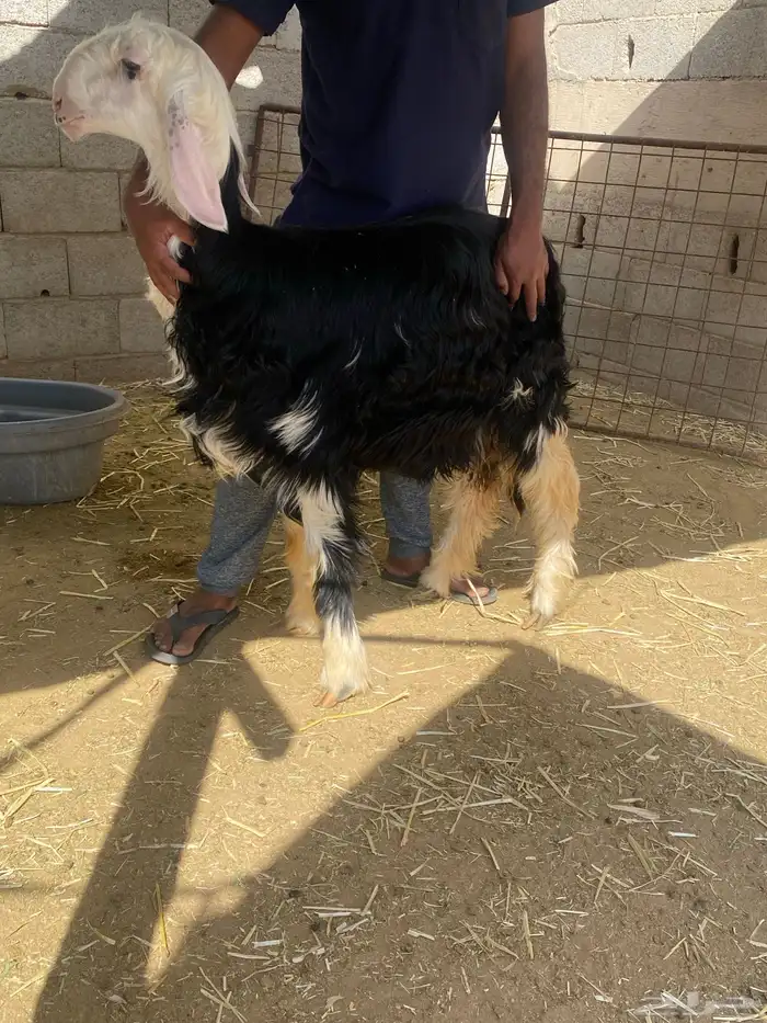 الصناعيه 1