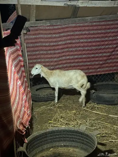 صبيا _ قرية الحرف index