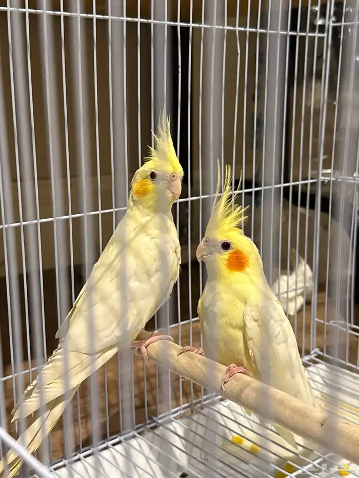 زوج كروان (تم البيع) 1