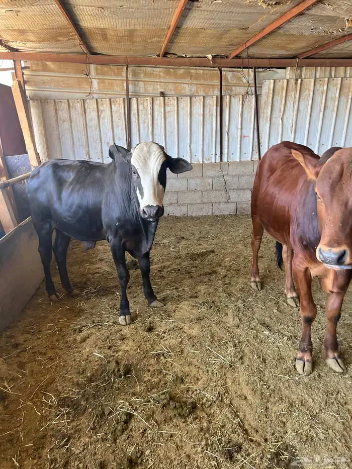 الخرج حي الريحان طريق حرض 0