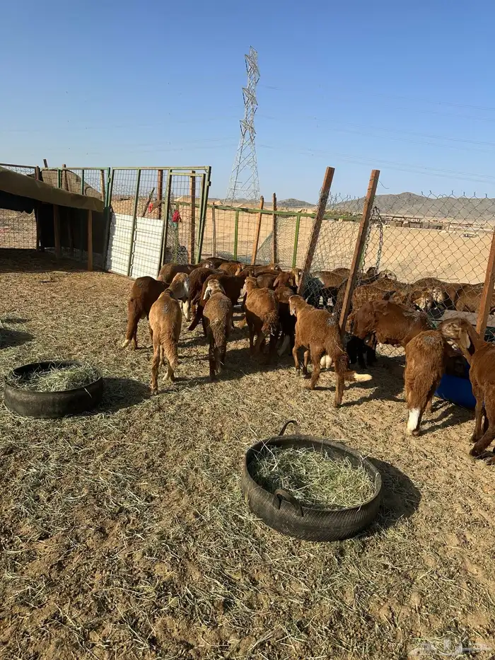 طليان سواكني حمري (تم البيع) 9