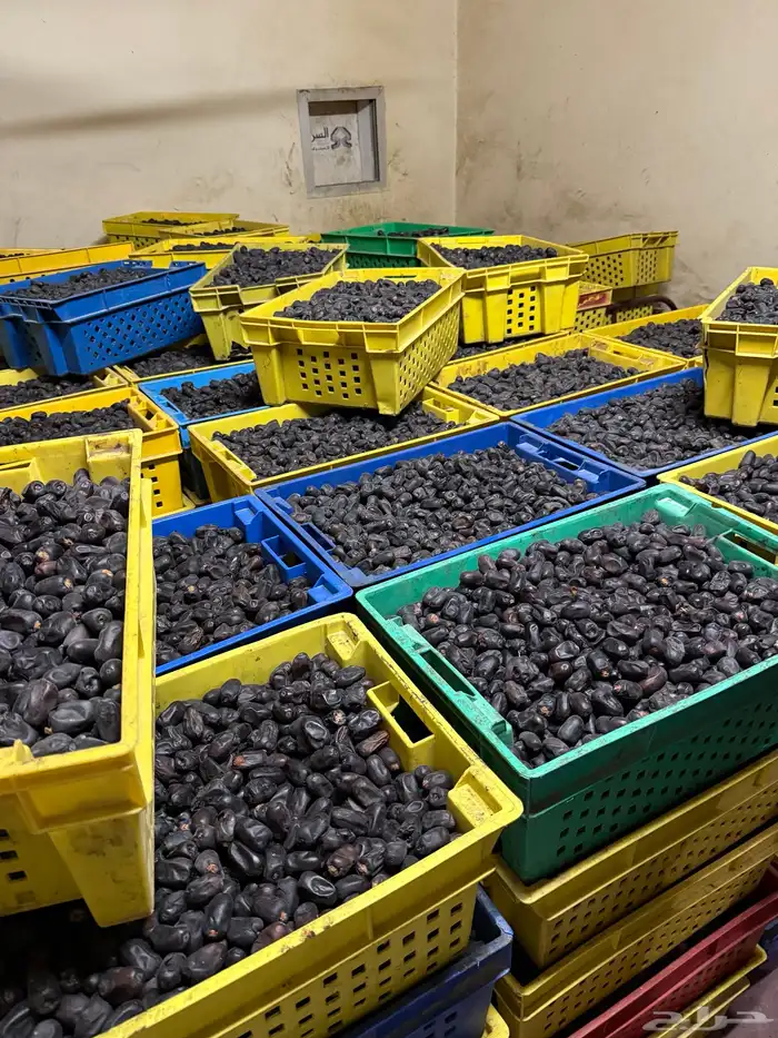 حمراء جبه   حبه كبيره ووسط 0