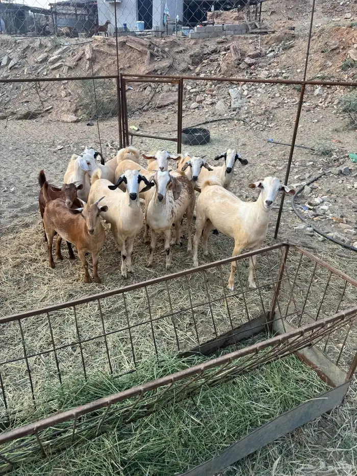 جفار تأسيس مراح 2