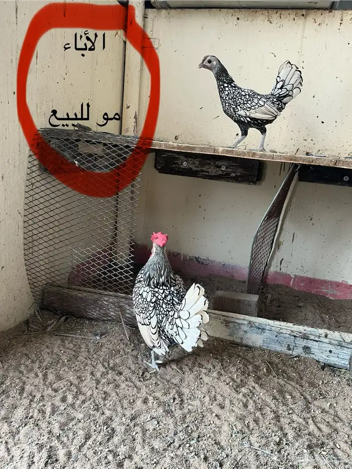 للبيع دجاج سبرايت شبابي 3