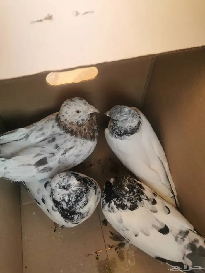 حمام بكستني 1