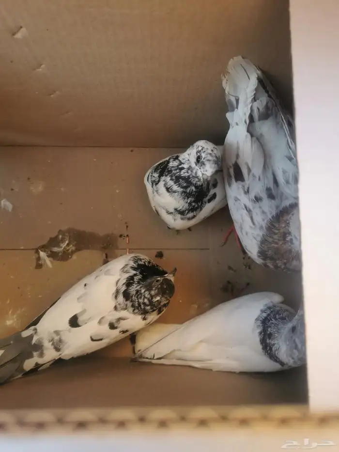 حمام بكستني 0