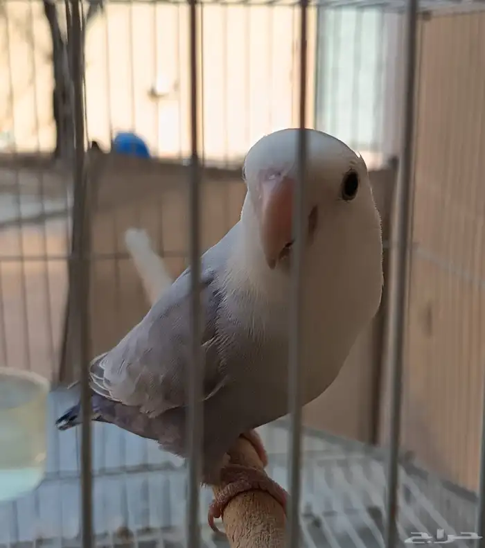 روز للبيع الواحد 200 ال2 مع بعض 350 ريال 1