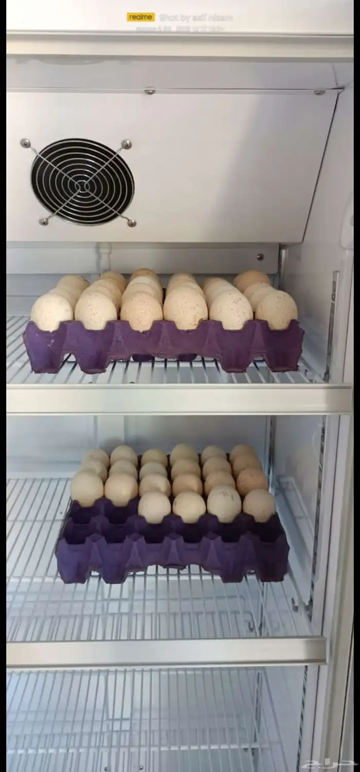 كل 6 ايام طبق بيض دجاج رومي مخصب 0