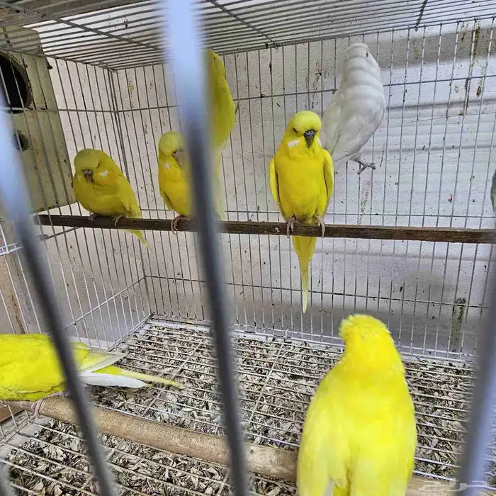 للبيع طيور حب 2