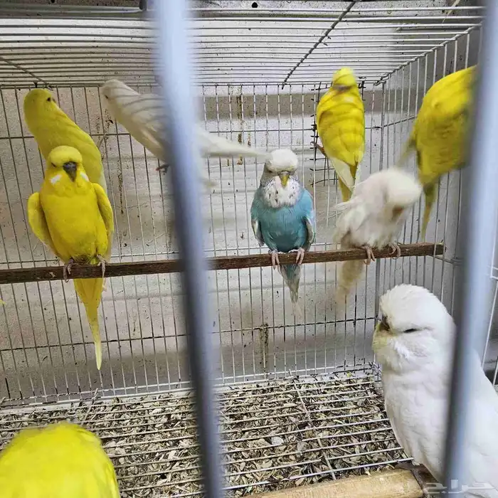 للبيع طيور حب 1
