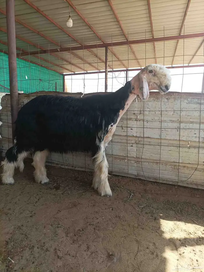 للبيع جذع نجدي خصم 1