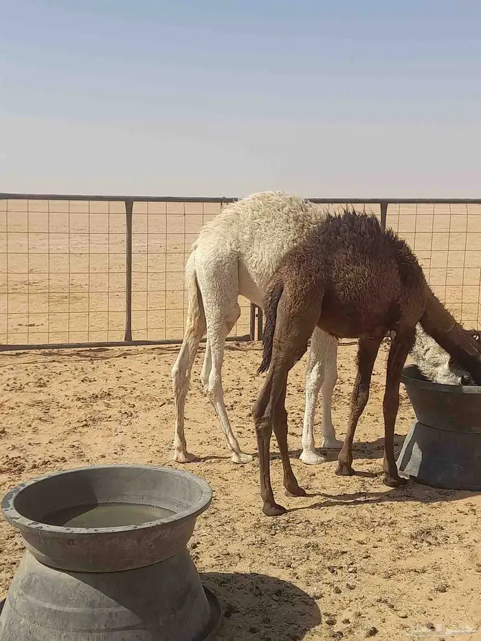 حوار لباني عمر 6شهور 7