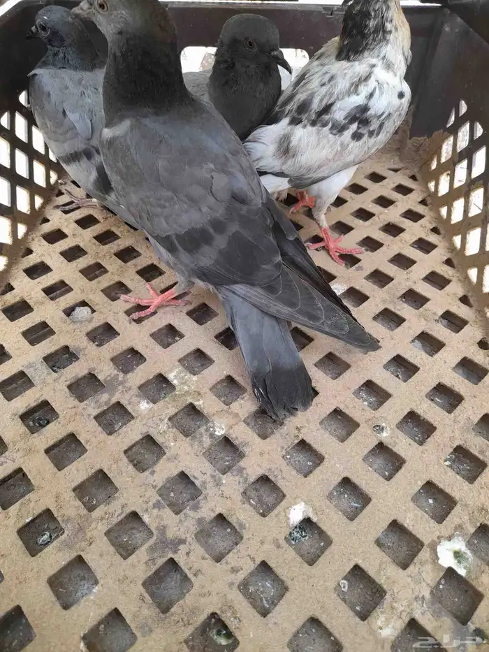 حمام 1