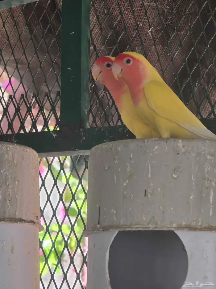 فرخ روز لاتينو ريد فيس للبيع(تم البيع) 5